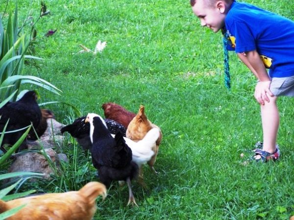 Titus and Chickens
